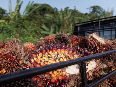 Europska komisija će do 2030. zabraniti goriva na bazi palminog ulja