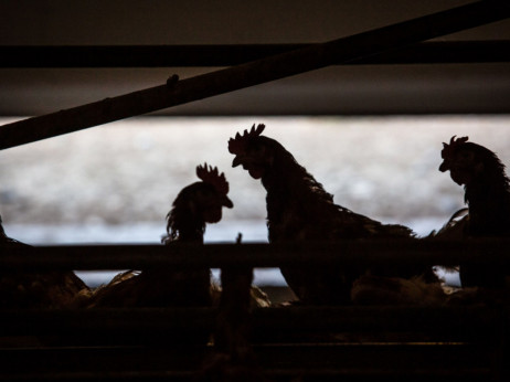 Gase se farme jaja, proizvođače očerupali troškovi i niske otkupne cijene