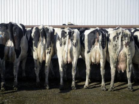Hrvatski paradoks - cijena mlijeka raste, a proizvodnja pada