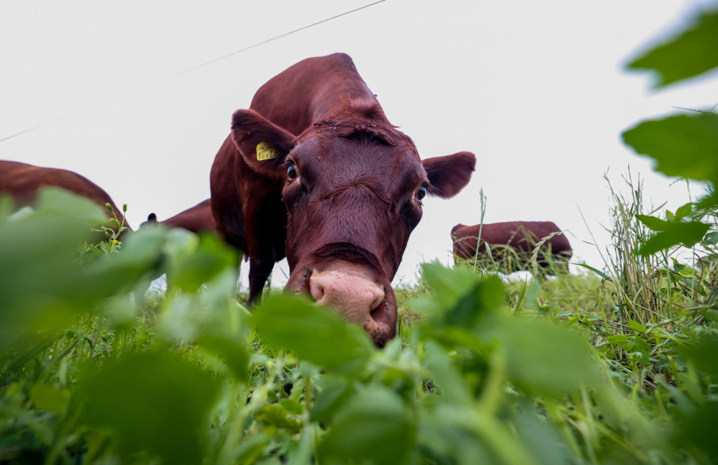EU će morati žrtvovati stočarstvo ako želi manje stakleničkih plinova