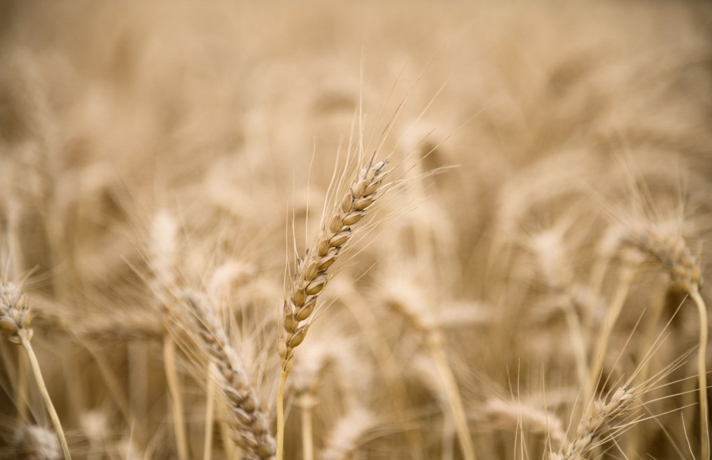 Cijena pšenice bi zbog rata u Ukrajini mogla rasti i do 34 posto