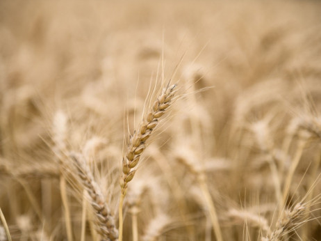Cijena pšenice bi zbog rata u Ukrajini mogla rasti i do 34 posto