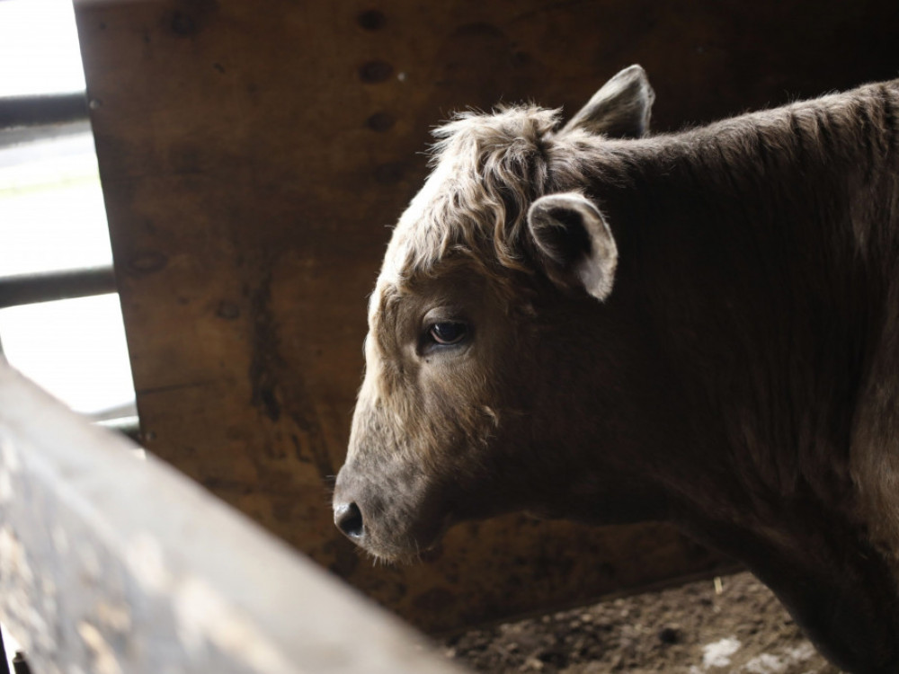 Hrvatska proizvodi sve manje mlijeka, zatvoreno 630 farmi
