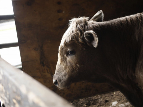 Hrvatska proizvodi sve manje mlijeka, zatvoreno 630 farmi