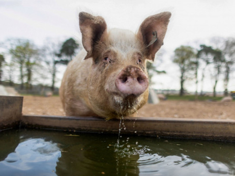 Svinjska kuga poharala Srbiju, eutanazirano oko 20 tisuća svinja