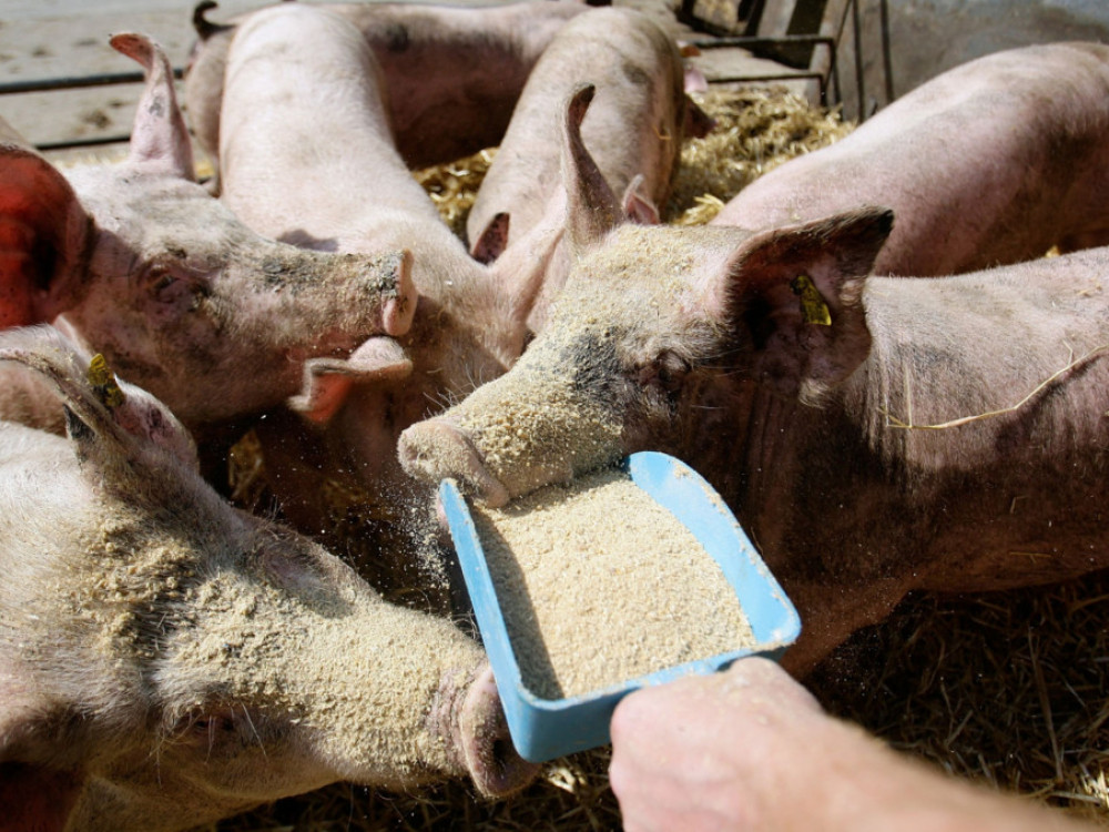 Cijene svinjetine neće padati dok ne povećamo domaću proizvodnju
