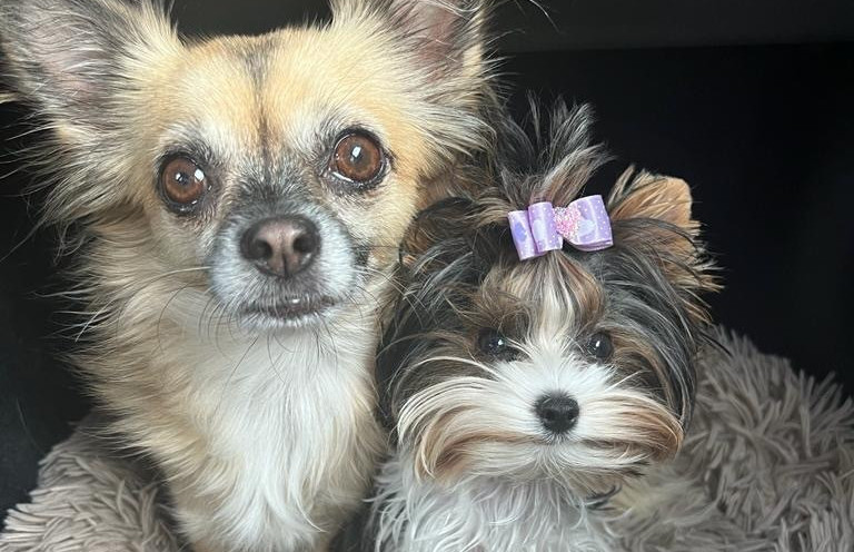 Radije biste imali psa ili mačku nego dijete? Novi trend potiče industriju