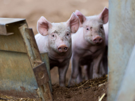 Vrlo zarazna i smrtonosna bolest svinja prvi put potvrđena i u Hrvatskoj