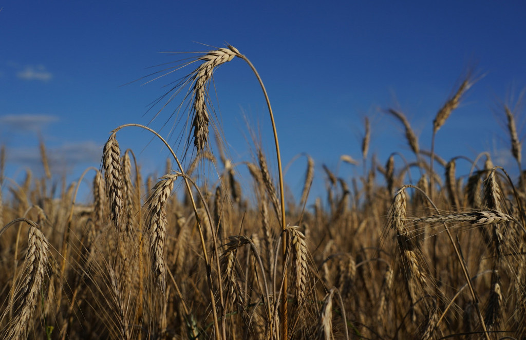 Raste cijena pšenice nakon propasti dogovora o ukrajinskom izvozu