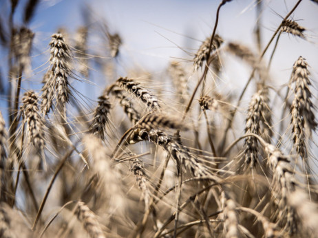 Pšenica zadržala gubitke dok izvoz s Crnog mora traje unatoč sukobima