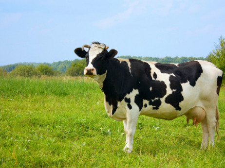 Kanadski poljoprivrednik uzgaja krave koje ispuštaju manje metana