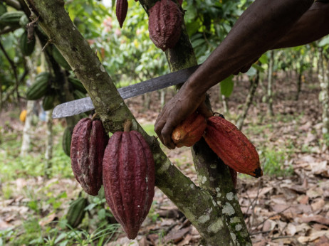 Veliki rast cijene kakaovca zagorčat će život ljubiteljima čokolade