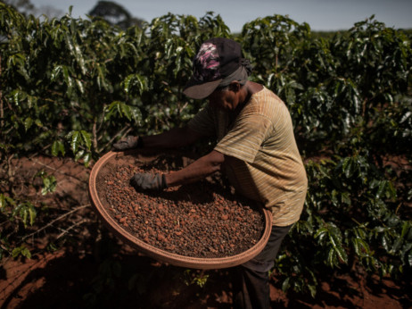 Brazil se vraća u igru, cijena kave se stabilizirala, u Atlanticu i Francku oprezni