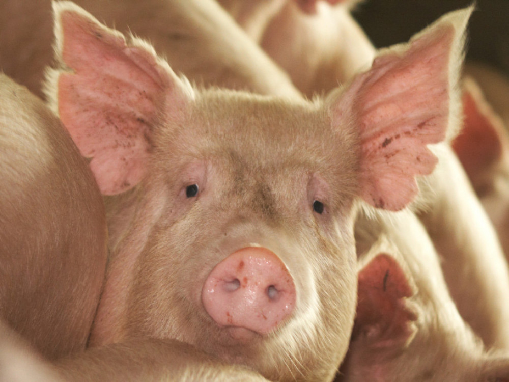 Svinjogojcima 4,5 milijuna eura pomoći zbog svinjske kuge