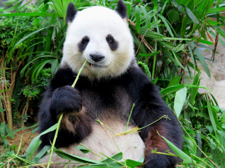 Panda diplomacija na djelu: Kako Kinezi pritišću Amerikance