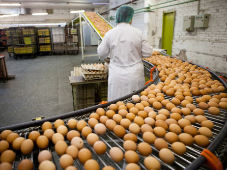 Hoće li ukrajinski damping ukrasti Uskrs hrvatskim proizvođačima jaja