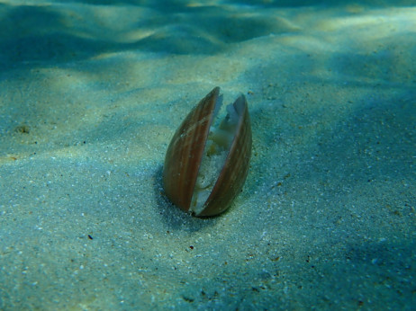 Kad kopno više nije dovoljno, Trump se okreće morskom dnu. Što ondje traži?