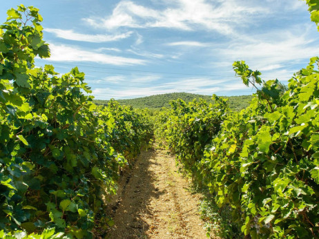 Izazovi hrvatskog vinogradarskog sektora: hoće li mjere EU-a pomoći?