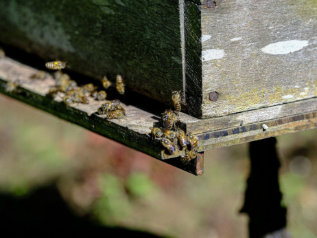Slatka tajna uvoza meda: komunističke pčele marljivo zuje za EU