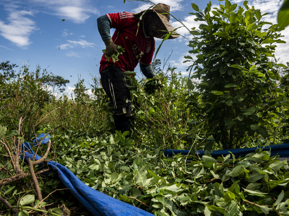 Slavonija nije postala žitnica Europe, lako bi mogla biti globalni dobavljač koke