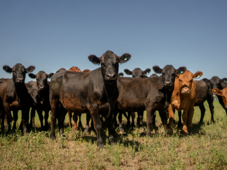 Trump smanjuje carine na hranu kako bi ublažio rast cijena