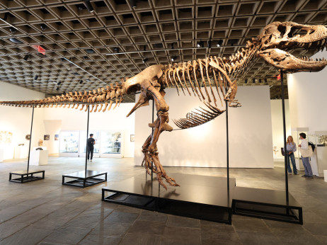 Tiranosaur rex Gus prodan za rekordnih 50,1 milijun dolara na Sotheby'sovoj aukciji