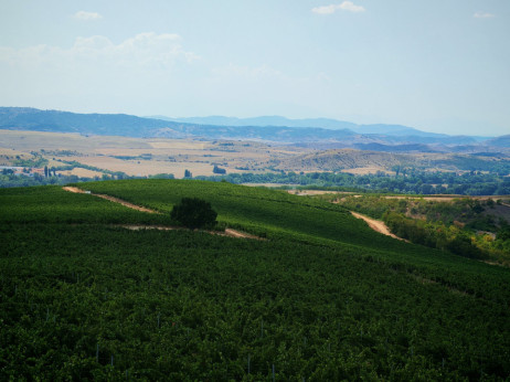 Kada vino više nije dovoljno makedonske vinarije idu na plan B